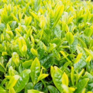 お茶